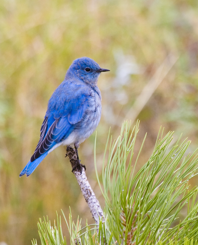 Mountain Bluebird